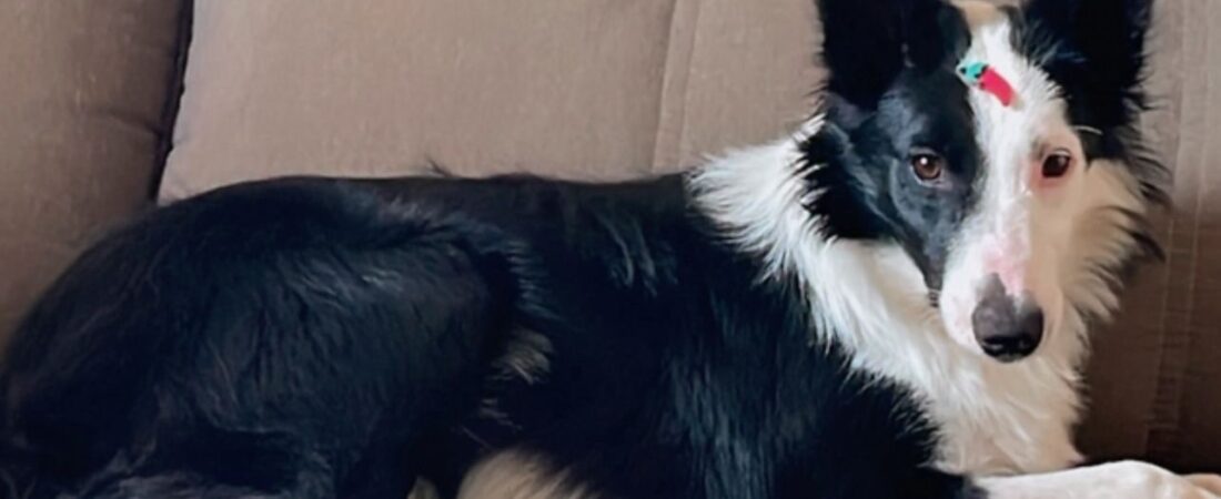 O dia em que entendemos que Border Collie não cansa como os outros cães