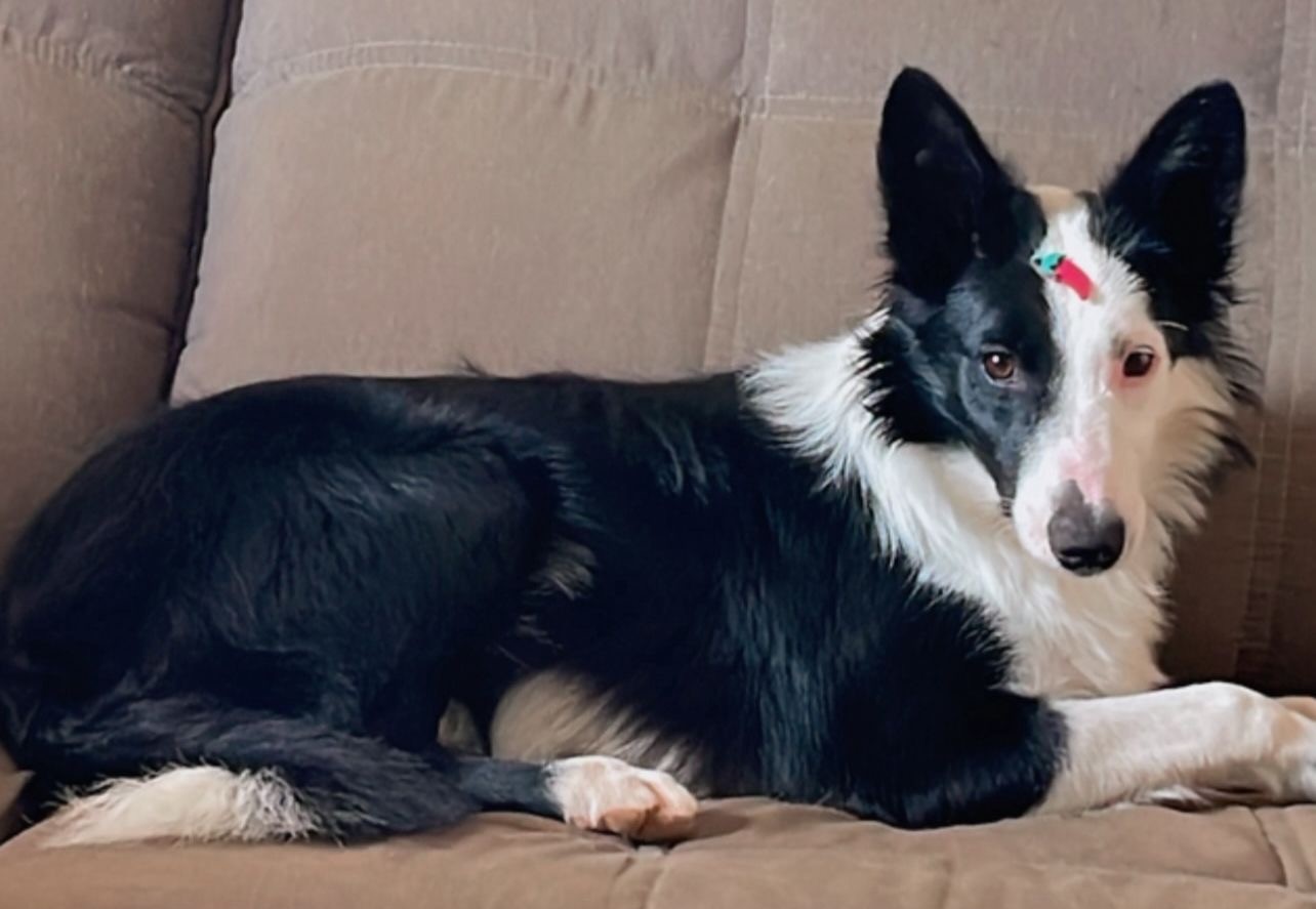 O dia em que entendemos que Border Collie não cansa como os outros cães
