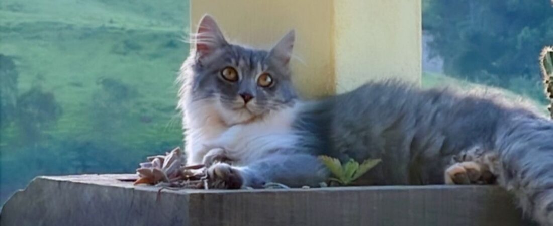 Thenna e Joaquim — Os Gatos que Escolheram o Sítio