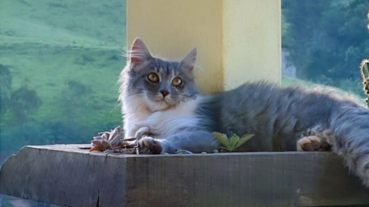 Thenna e Joaquim — Os Gatos que     Escolheram o Sítio